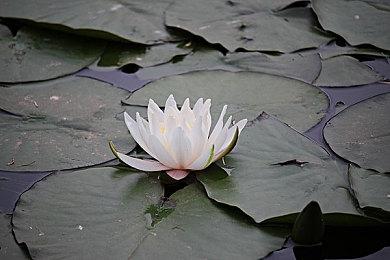 《CS2》被超越！《幻兽帕鲁》Steam峰值破183万